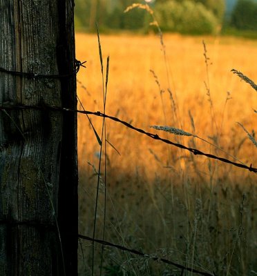 10thBarb Wire on Old Fence Post*by Vonniedee