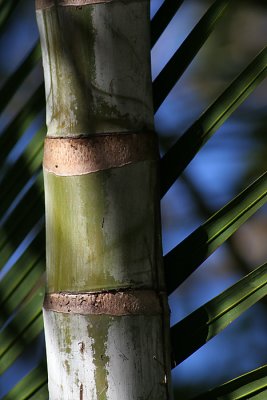 6thPalm Trunk * by Rod