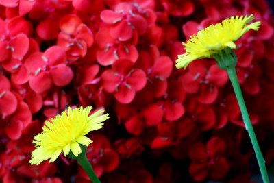 Yellow Flowers