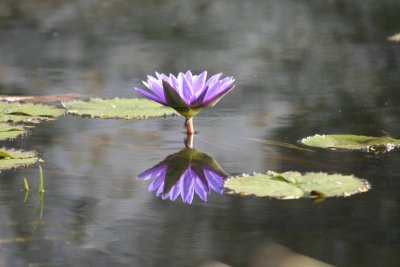 Lily mirror image