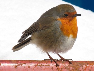 Plump Robin in the Snow