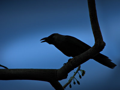 4th - Crow in the Moonlight by deseng