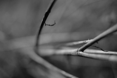 _DSF0773.jpg