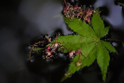 _DSF0925.jpg