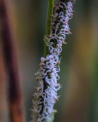 _DSF0950.jpg