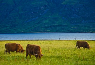 Scotland_8_07-89_SlfPrnt_.jpg
