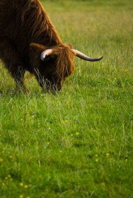 Scotland_8_07-95_SlfPrnt_.jpg