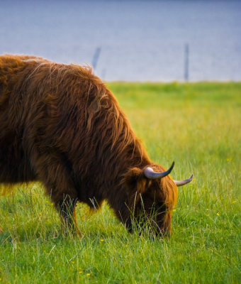 Scotland_8_07-96_SlfPrnt_.jpg