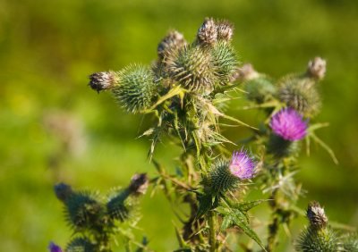 Scotland_8_07-260_SlfPrnt_.jpg