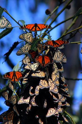 Monarch Butterfly Cluster at Ardenwood
