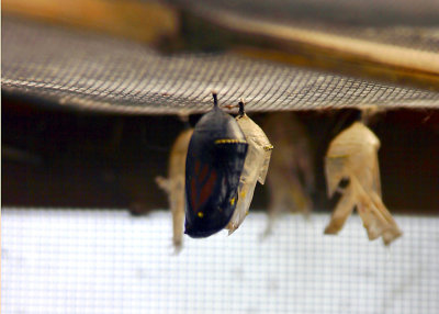 Monarch Pupa