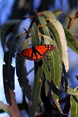 Monarch Butterfly at Ardenwood