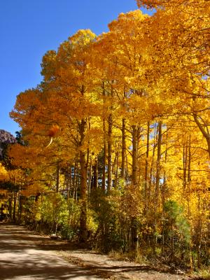 Colorful Aspen grove