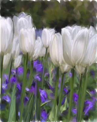 White tulips