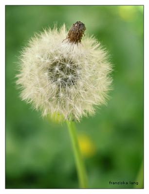 g4/58/167158/3/61447891.IMGP0381_Dandelion_PAD.jpg