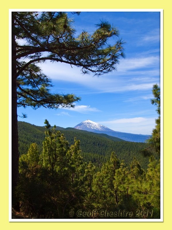 Teide through the trees (2)