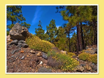 Flora on Teide (1)