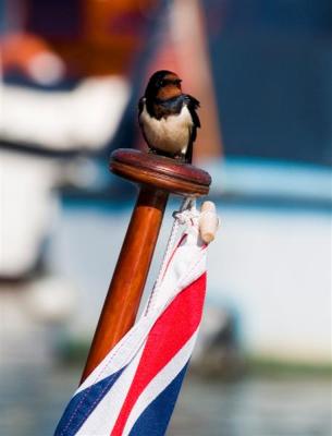 Swallow at Bridge House