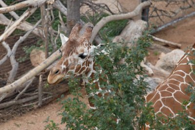Cheyenne Mountain Zoo