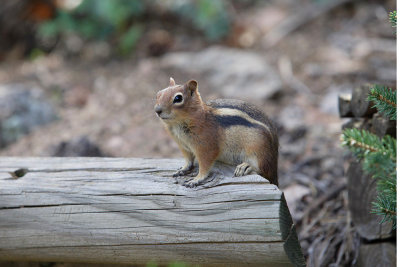 The little guy