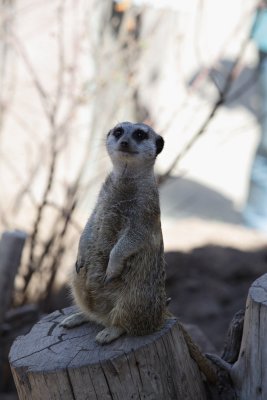 Meerkats, Cheyenne Mountain Zoo