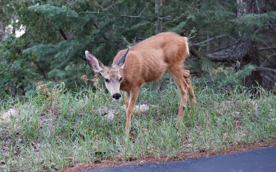 Young curious deer