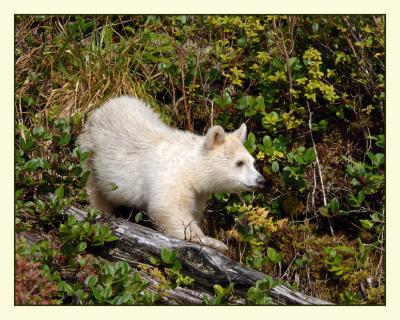 The cutest cub