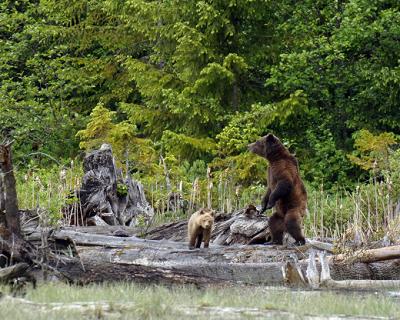 Grizzly and Cub