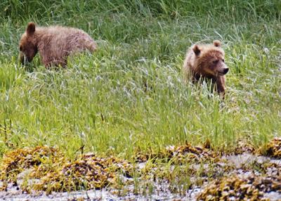 Two cubs