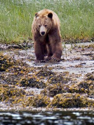 Cubs' mother