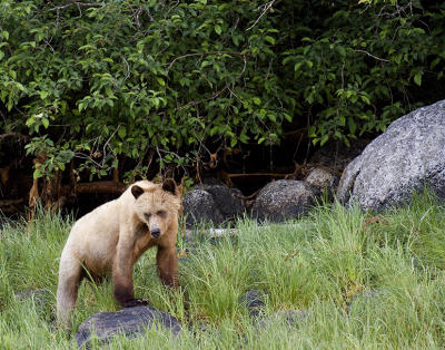 Teenage Grizzly