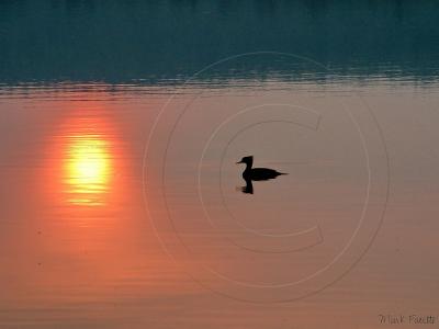 Sunrise-Duck