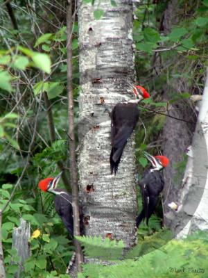 Pileated Trio