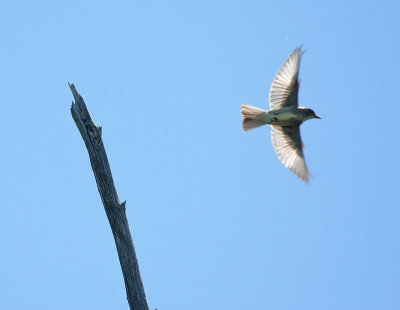 Olive-sided Flycatcher