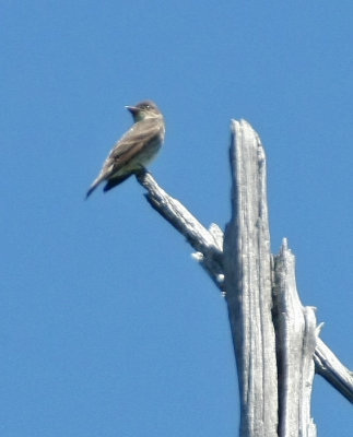 Olive-sided Flycatcher