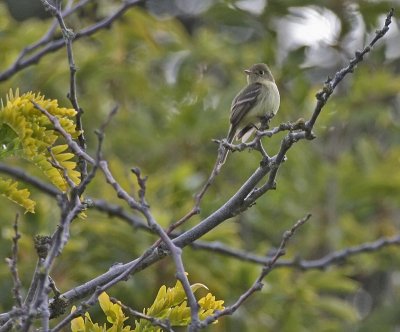 Western Flycatcher (Pacific-slope)