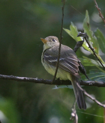 Western Flycatcher (Pacific-slope)