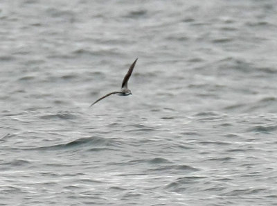 Cook's Petrel