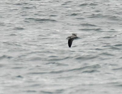 Cook's Petrel