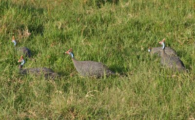 Helmeted Guineafowl