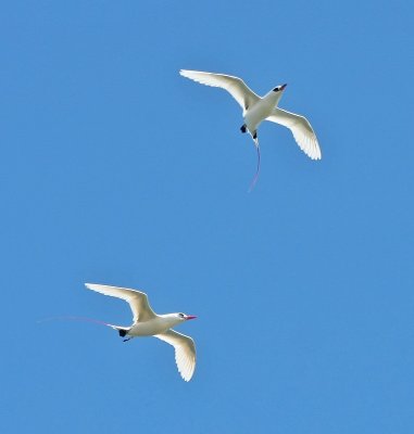 Red-tailed Tropicbird