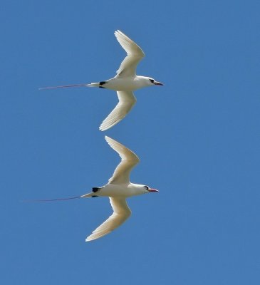 Red-tailed Tropicbird