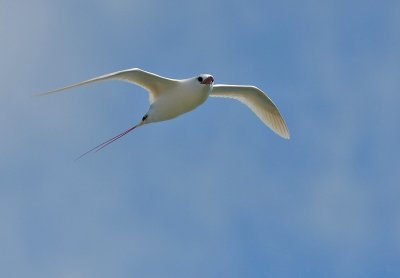 Red-tailed Tropicbird