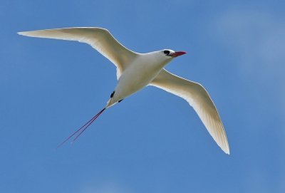 Red-tailed Tropicbird