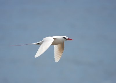 Red-tailed Tropicbird