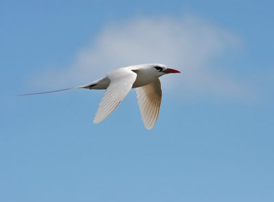 Red-tailed Tropicbird