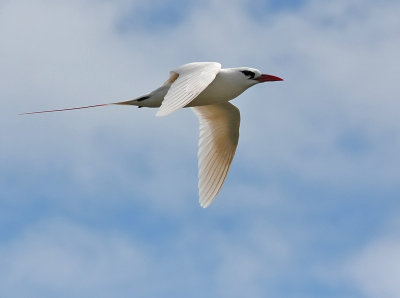 Red-tailed Tropicbird