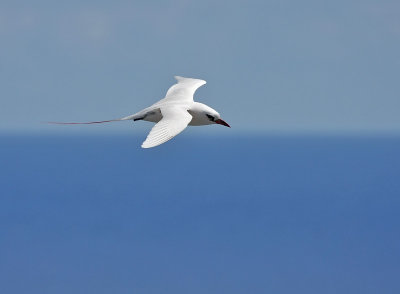 Red-tailed Tropicbird
