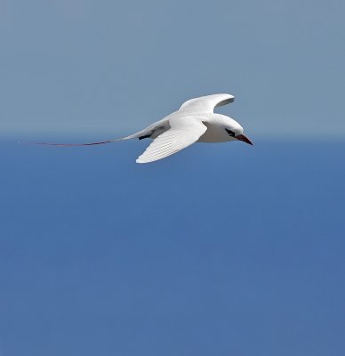 Red-tailed Tropicbird