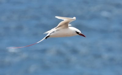 Red-tailed Tropicbird